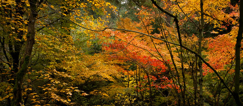 Trees with red, orange, yellow, and green leaves at the Japanese Gardens in Portland, Oregon